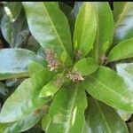 Pisonia brunoniana 葉