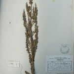 Isodon ternifolius अन्य