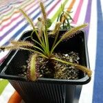 Drosera capensisLeaf