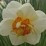 Narcissus spp. Flor