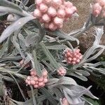 Helichrysum monogynum Kvet