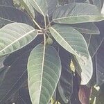 Ficus callosa Liść