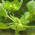 Euphorbia cuneifolia Kvet