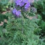 Phacelia tanacetifoliaFlower