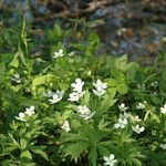 Anemonastrum canadenseFlower