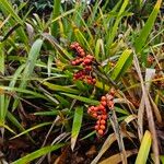 Iris foetidissima Habitus