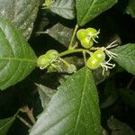 Cleidion castaneifolium Fruit