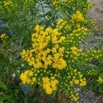 Solidago giganteaFlower