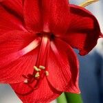 Hippeastrum reginae Blodyn