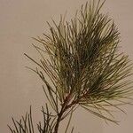 Pinus strobus Leaf