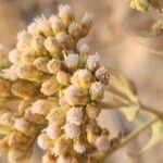 Pluchea dioscoridis Blüte