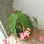 Begonia coccinea পাতা