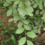 Capparis brevispina Hoja