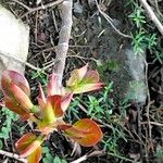 Ficus burtt-davyi Лист