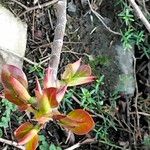 Ficus burtt-davyi Folio