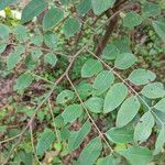 Cassia sieberiana Leaf