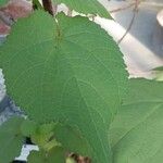 Sparrmannia africana ഇല
