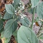 Heliotropium europaeum Blad