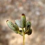 Bupleurum rigidum Fruit