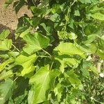 Jatropha curcas Leaf