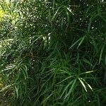 Podocarpus salignus Blad