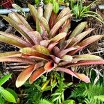 Aechmea lueddemanniana 叶