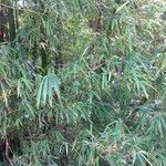 Bambusa vulgaris 葉