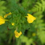 Pedicularis hoffmeisteri عادت