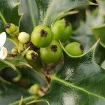 Ilex cornuta 果實