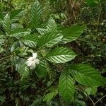 Aulacocalyx caudata Leaf