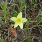 Centaurium maritimum Λουλούδι