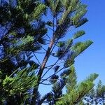 Araucaria scopulorum 整株植物