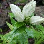 Gentiana alba