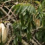 Ceiba pentandra Levél