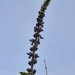 Plectranthus barbatus Blomst