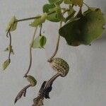 Aristolochia ringens Blüte