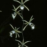 Coelogyne pulverula 花