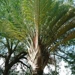 Dypsis decaryi Ліст