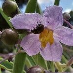 Solanum glaucophyllum Λουλούδι