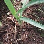 Billbergia porteana Leaf