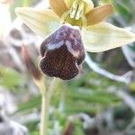 Ophrys omegaifera Flower