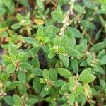 Polygonum aviculare Leaf