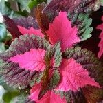 Coleus decurrens Кора