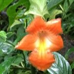Drymonia rubra Fruto