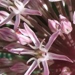 Allium karataviense Virág