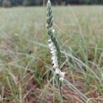 Spiranthes spiralisКвітка