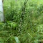 Elymus virginicus Frucht