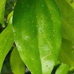 Cinnamomum burmanni 葉