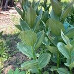 Veratrum californicum Foglia