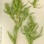 Rumex maritimus Other